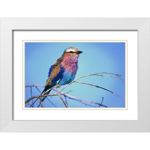 Kenya, Masai Mara Lilac-breasted roller on limb White Modern Wood Framed Art Print with Double Matting by Williams, Joanne