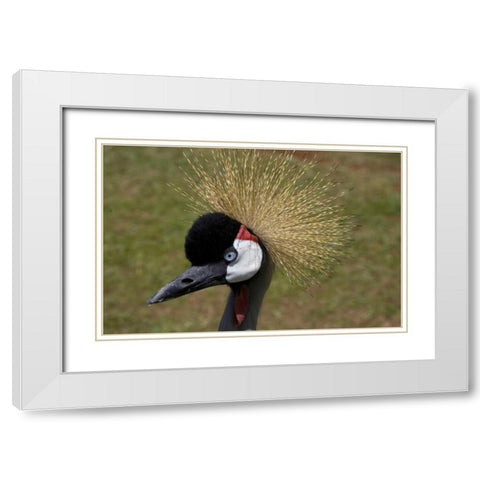 Kenya, Masai Mara Crowned crane portrait White Modern Wood Framed Art Print with Double Matting by Williams, Joanne