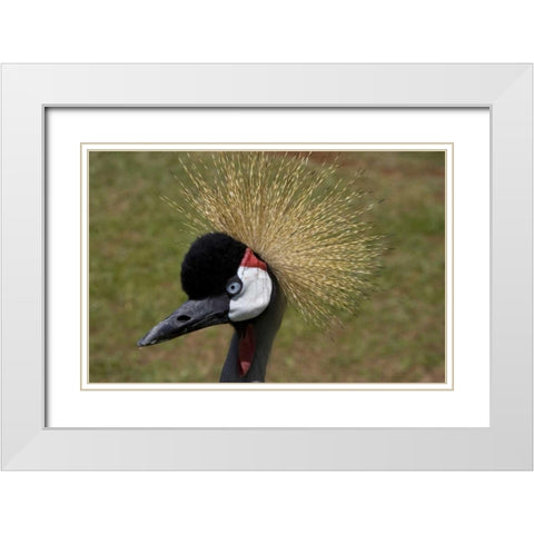 Kenya, Masai Mara Crowned crane portrait White Modern Wood Framed Art Print with Double Matting by Williams, Joanne