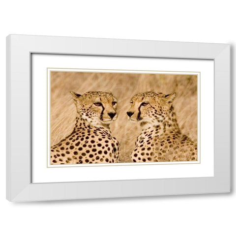 Kenya, Masai Mara Portrait of cheetah brothers White Modern Wood Framed Art Print with Double Matting by Williams, Joanne