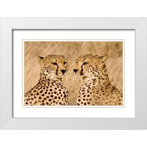 Kenya, Masai Mara Portrait of cheetah brothers White Modern Wood Framed Art Print with Double Matting by Williams, Joanne