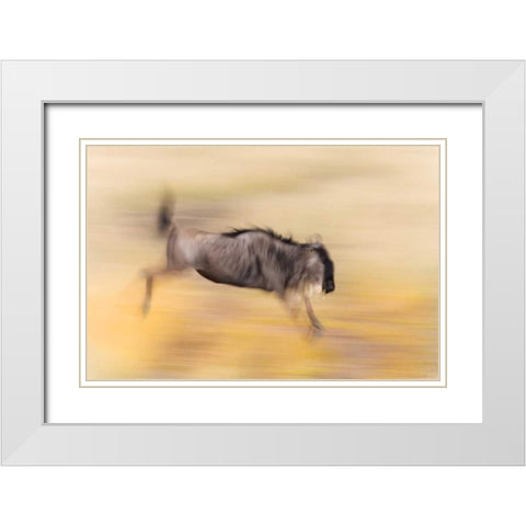 Kenya, Masai Mara Abstract blur of wildebeest White Modern Wood Framed Art Print with Double Matting by Morris, Arthur