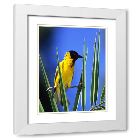 Kenya, Masai Mara Masked weaver bird on leaves White Modern Wood Framed Art Print with Double Matting by Williams, Joanne