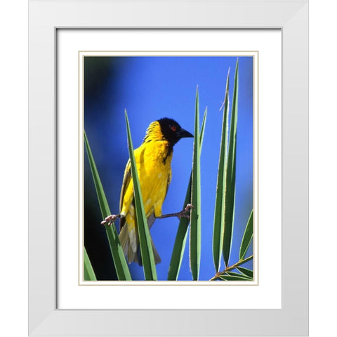 Kenya, Masai Mara Masked weaver bird on leaves White Modern Wood Framed Art Print with Double Matting by Williams, Joanne
