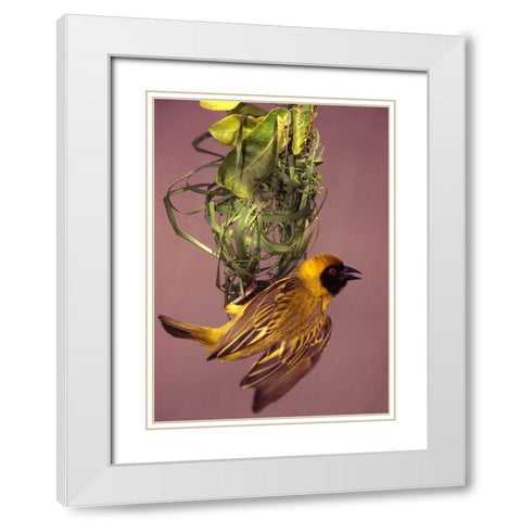 Kenya, Masai Mara Masked weaver bird weaving White Modern Wood Framed Art Print with Double Matting by Williams, Joanne