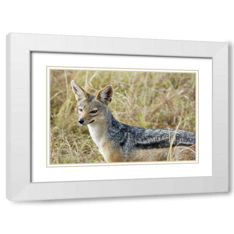 Kenya, Masai Mara Black-backed jackal close-up White Modern Wood Framed Art Print with Double Matting by Kirkland, Dennis