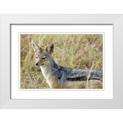 Kenya, Masai Mara Black-backed jackal close-up White Modern Wood Framed Art Print with Double Matting by Kirkland, Dennis