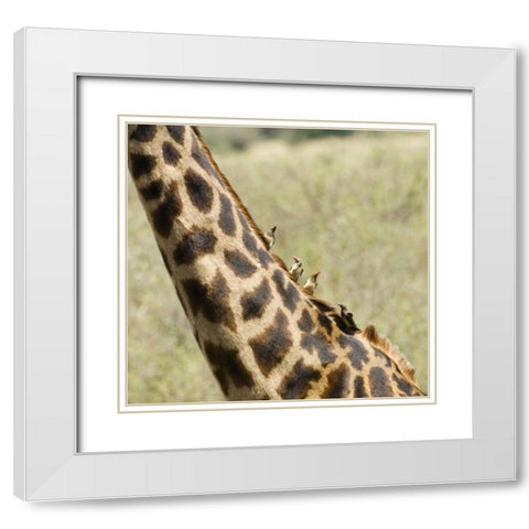 Kenya, Masai Mara Giraffe with oxpecker birds White Modern Wood Framed Art Print with Double Matting by Kirkland, Dennis