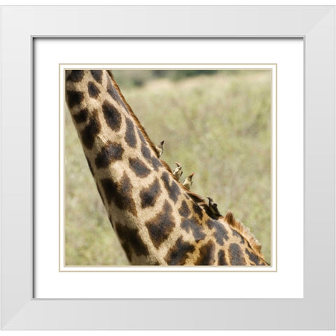 Kenya, Masai Mara Giraffe with oxpecker birds White Modern Wood Framed Art Print with Double Matting by Kirkland, Dennis