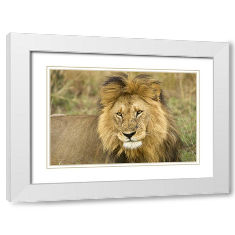 Kenya, Masai Mara Close-up of lion White Modern Wood Framed Art Print with Double Matting by Kirkland, Dennis