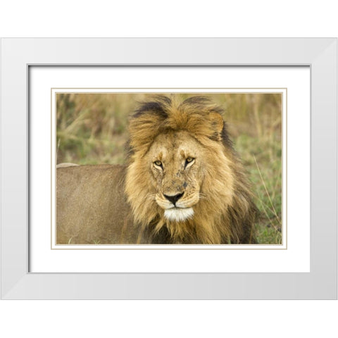 Kenya, Masai Mara Close-up of lion White Modern Wood Framed Art Print with Double Matting by Kirkland, Dennis