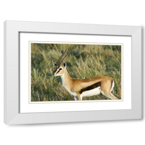 Kenya, Masai Mara Male Thomsons gazelle White Modern Wood Framed Art Print with Double Matting by Kirkland, Dennis