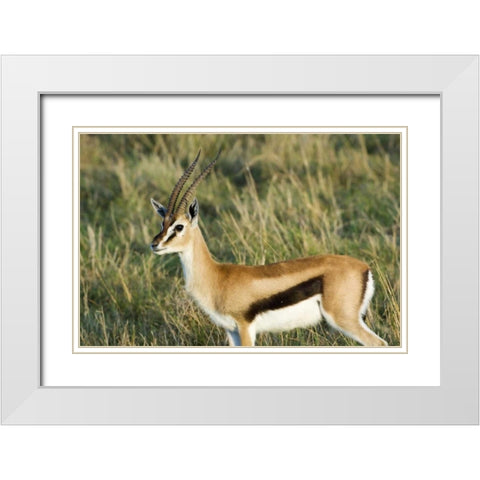 Kenya, Masai Mara Male Thomsons gazelle White Modern Wood Framed Art Print with Double Matting by Kirkland, Dennis