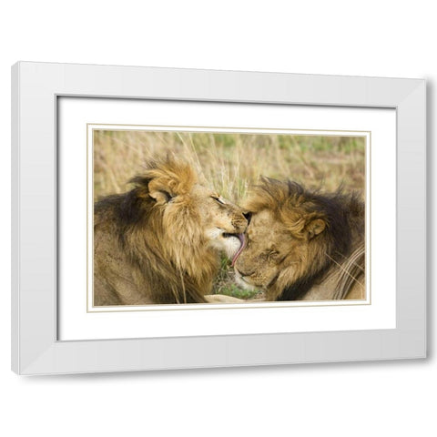 Kenya, Masai Mara Lion licking another lion White Modern Wood Framed Art Print with Double Matting by Kirkland, Dennis