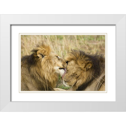 Kenya, Masai Mara Lion licking another lion White Modern Wood Framed Art Print with Double Matting by Kirkland, Dennis