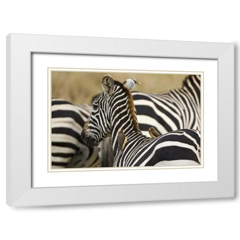 Kenya, Masai Mara Zebra with oxpecker birds White Modern Wood Framed Art Print with Double Matting by Kirkland, Dennis