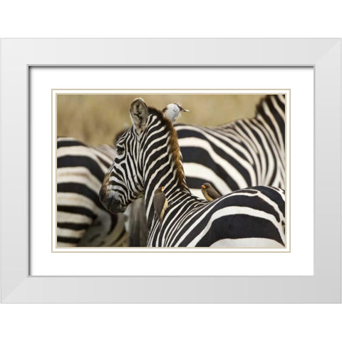Kenya, Masai Mara Zebra with oxpecker birds White Modern Wood Framed Art Print with Double Matting by Kirkland, Dennis