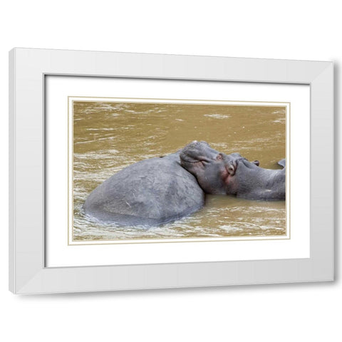 Kenya, Masai Mara Hippopotamus resting White Modern Wood Framed Art Print with Double Matting by Kirkland, Dennis