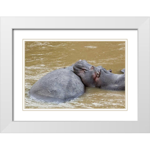 Kenya, Masai Mara Hippopotamus resting White Modern Wood Framed Art Print with Double Matting by Kirkland, Dennis