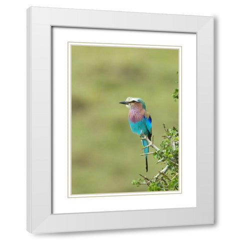 Kenya, Masai Mara Lilac-breasted roller on tree White Modern Wood Framed Art Print with Double Matting by Kirkland, Dennis
