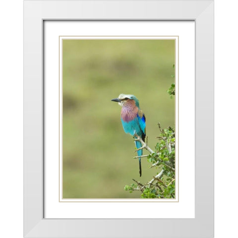 Kenya, Masai Mara Lilac-breasted roller on tree White Modern Wood Framed Art Print with Double Matting by Kirkland, Dennis