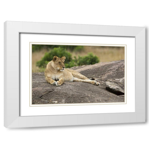 Kenya, Masai Mara Lioness resting on boulder White Modern Wood Framed Art Print with Double Matting by Kirkland, Dennis