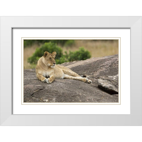 Kenya, Masai Mara Lioness resting on boulder White Modern Wood Framed Art Print with Double Matting by Kirkland, Dennis