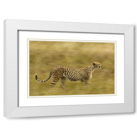 Kenya, Masai Mara Motion blur of cheetah White Modern Wood Framed Art Print with Double Matting by Kirkland, Dennis