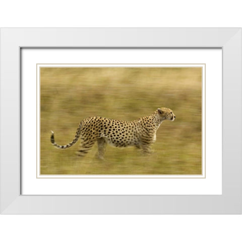 Kenya, Masai Mara Motion blur of cheetah White Modern Wood Framed Art Print with Double Matting by Kirkland, Dennis