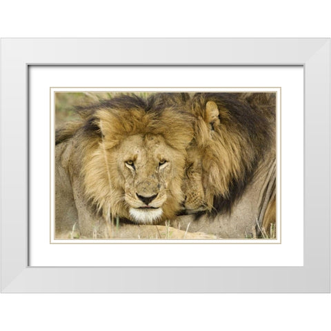 Kenya, Masai Mara Two lions resting face to face White Modern Wood Framed Art Print with Double Matting by Kirkland, Dennis