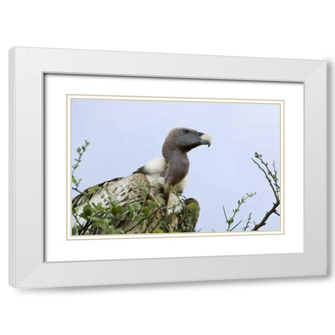 Kenya, Masai Mara White-back vulture in a tree White Modern Wood Framed Art Print with Double Matting by Kirkland, Dennis