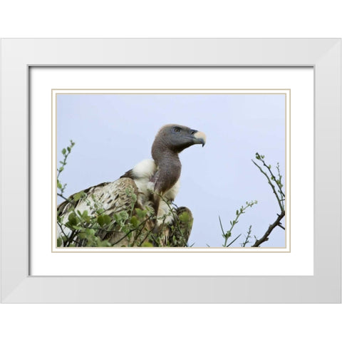 Kenya, Masai Mara White-back vulture in a tree White Modern Wood Framed Art Print with Double Matting by Kirkland, Dennis