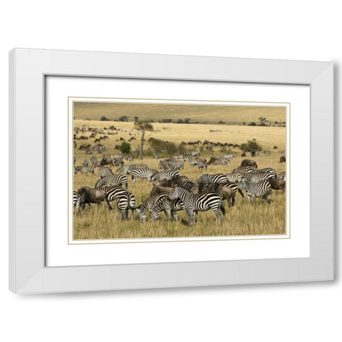Kenya, Masai Mara Zebras and wildebeests grazing White Modern Wood Framed Art Print with Double Matting by Kirkland, Dennis
