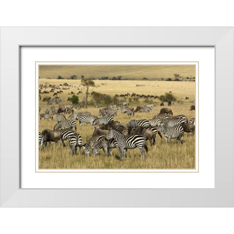 Kenya, Masai Mara Zebras and wildebeests grazing White Modern Wood Framed Art Print with Double Matting by Kirkland, Dennis
