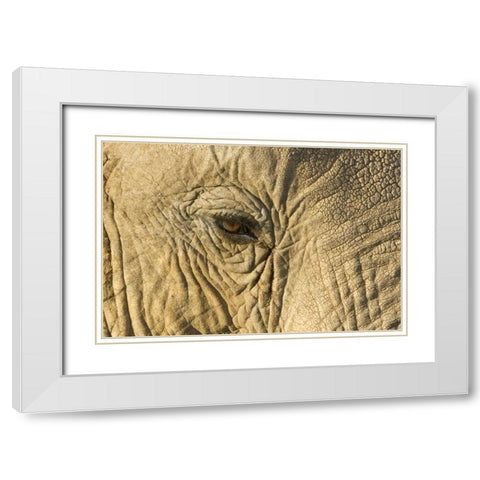 Kenya, Samburu Reserve Elephant face and eye White Modern Wood Framed Art Print with Double Matting by Kirkland, Dennis
