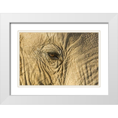 Kenya, Samburu Reserve Elephant face and eye White Modern Wood Framed Art Print with Double Matting by Kirkland, Dennis