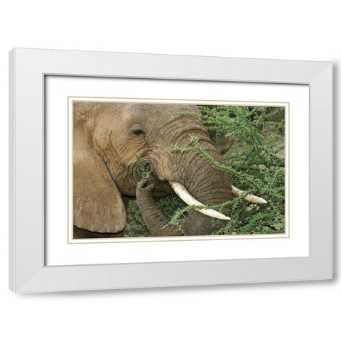 Kenya, Samburu Reserve Elephant eating Acacia White Modern Wood Framed Art Print with Double Matting by Kirkland, Dennis