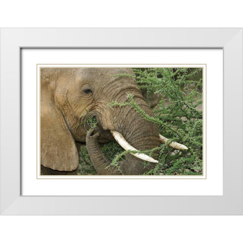 Kenya, Samburu Reserve Elephant eating Acacia White Modern Wood Framed Art Print with Double Matting by Kirkland, Dennis