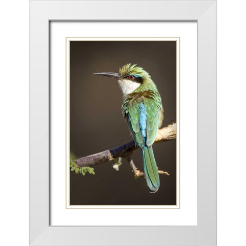 Kenya, Samburu National Reserve Somali bee-eater White Modern Wood Framed Art Print with Double Matting by Williams, Joanne