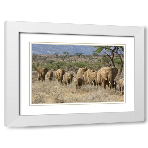 Kenya, Samburu Reserve Elephants walk in a line White Modern Wood Framed Art Print with Double Matting by Kirkland, Dennis