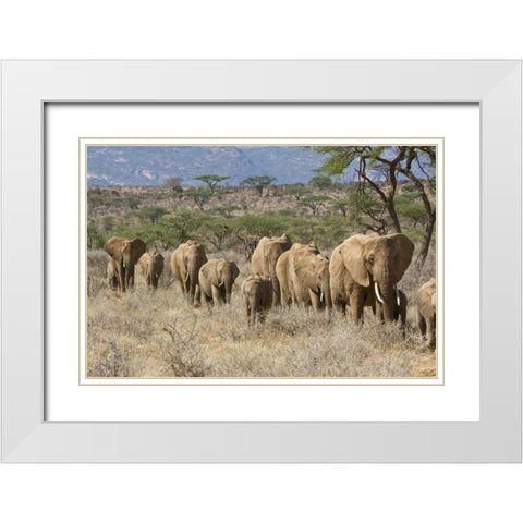 Kenya, Samburu Reserve Elephants walk in a line White Modern Wood Framed Art Print with Double Matting by Kirkland, Dennis