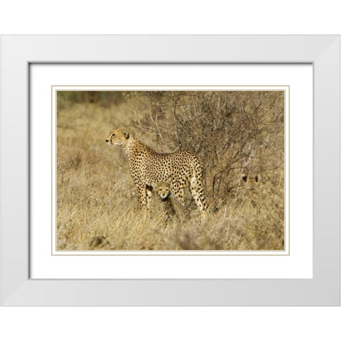 Kenya, Samburu Reserve Cheetah with two babies White Modern Wood Framed Art Print with Double Matting by Kirkland, Dennis