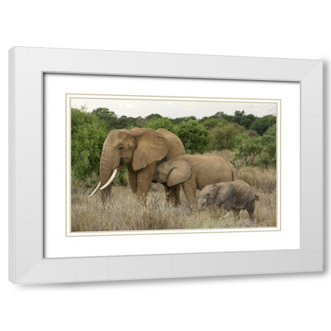Kenya, Samburu Reserve Elephant with two babies White Modern Wood Framed Art Print with Double Matting by Kirkland, Dennis