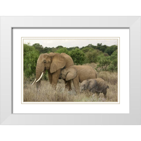 Kenya, Samburu Reserve Elephant with two babies White Modern Wood Framed Art Print with Double Matting by Kirkland, Dennis