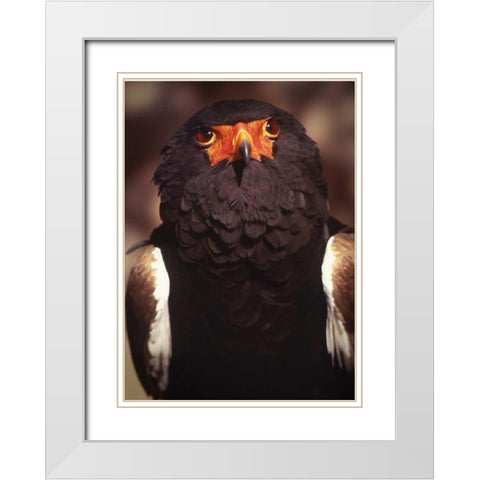 Kenya, Samburu National Reserve Bateleur bird White Modern Wood Framed Art Print with Double Matting by Williams, Joanne