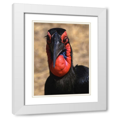 Kenya, Samburu National Reserve Ground hornbill White Modern Wood Framed Art Print with Double Matting by Williams, Joanne