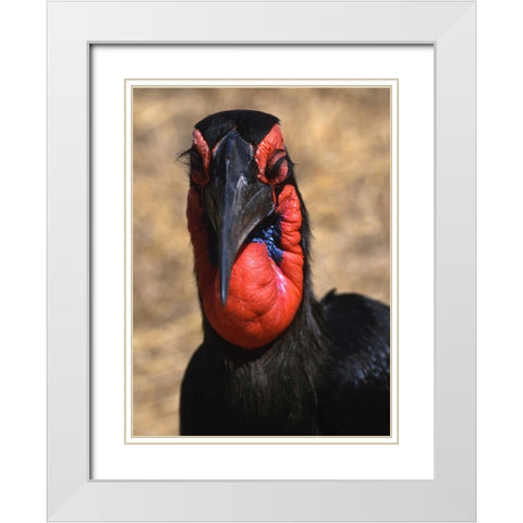 Kenya, Samburu National Reserve Ground hornbill White Modern Wood Framed Art Print with Double Matting by Williams, Joanne