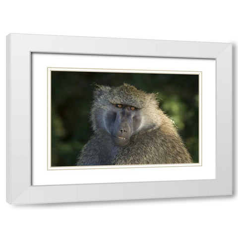 Kenya, Samburu National ReserveOlive baboon White Modern Wood Framed Art Print with Double Matting by Kirkland, Dennis