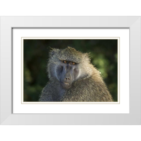Kenya, Samburu National ReserveOlive baboon White Modern Wood Framed Art Print with Double Matting by Kirkland, Dennis