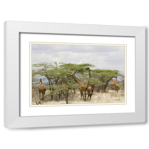 Kenya, Samburu Reserve Rothschild giraffes White Modern Wood Framed Art Print with Double Matting by Kirkland, Dennis